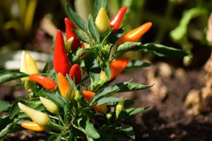 Chili Pepper plant on vine