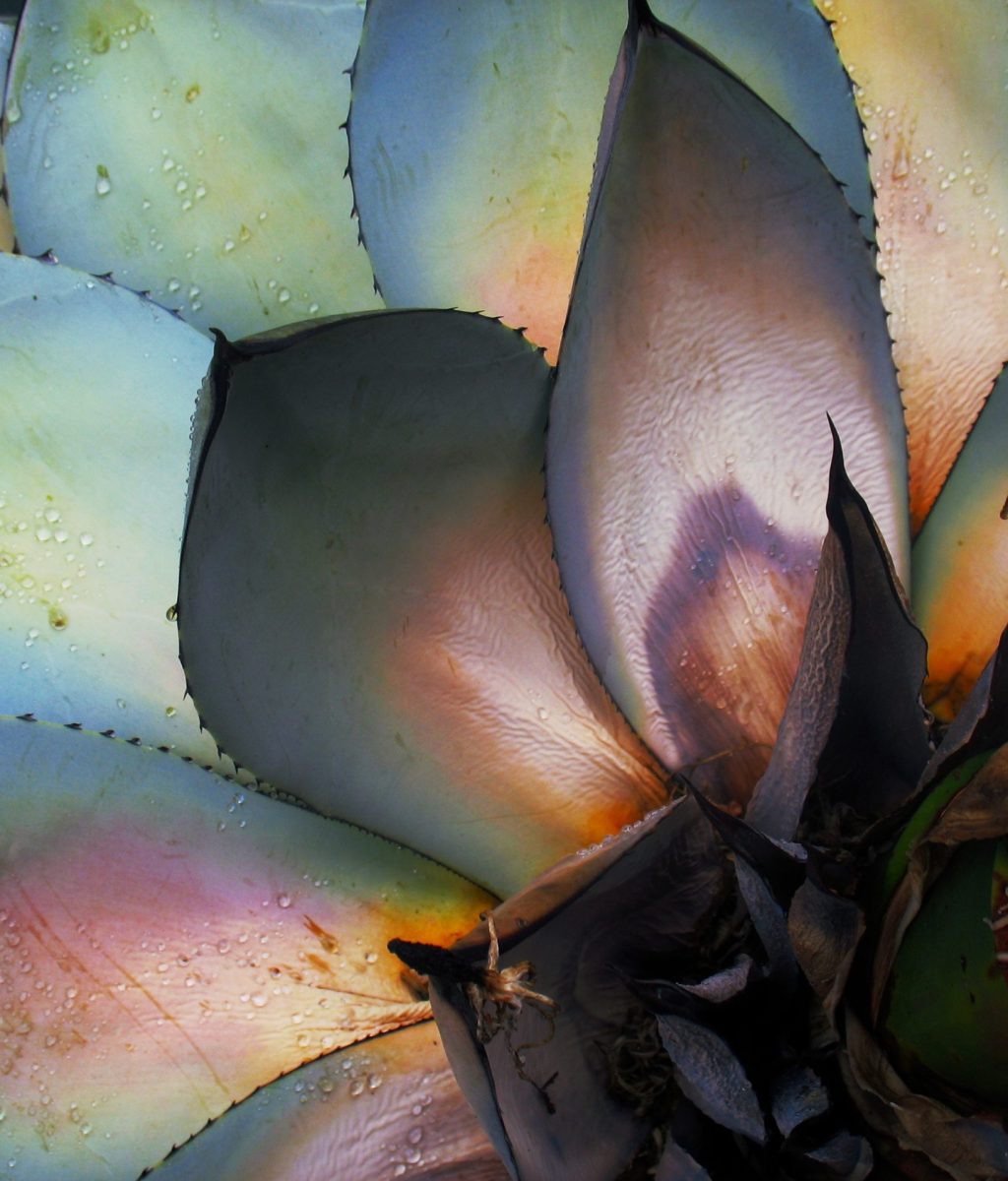 Blue agave plant with dew on leaves