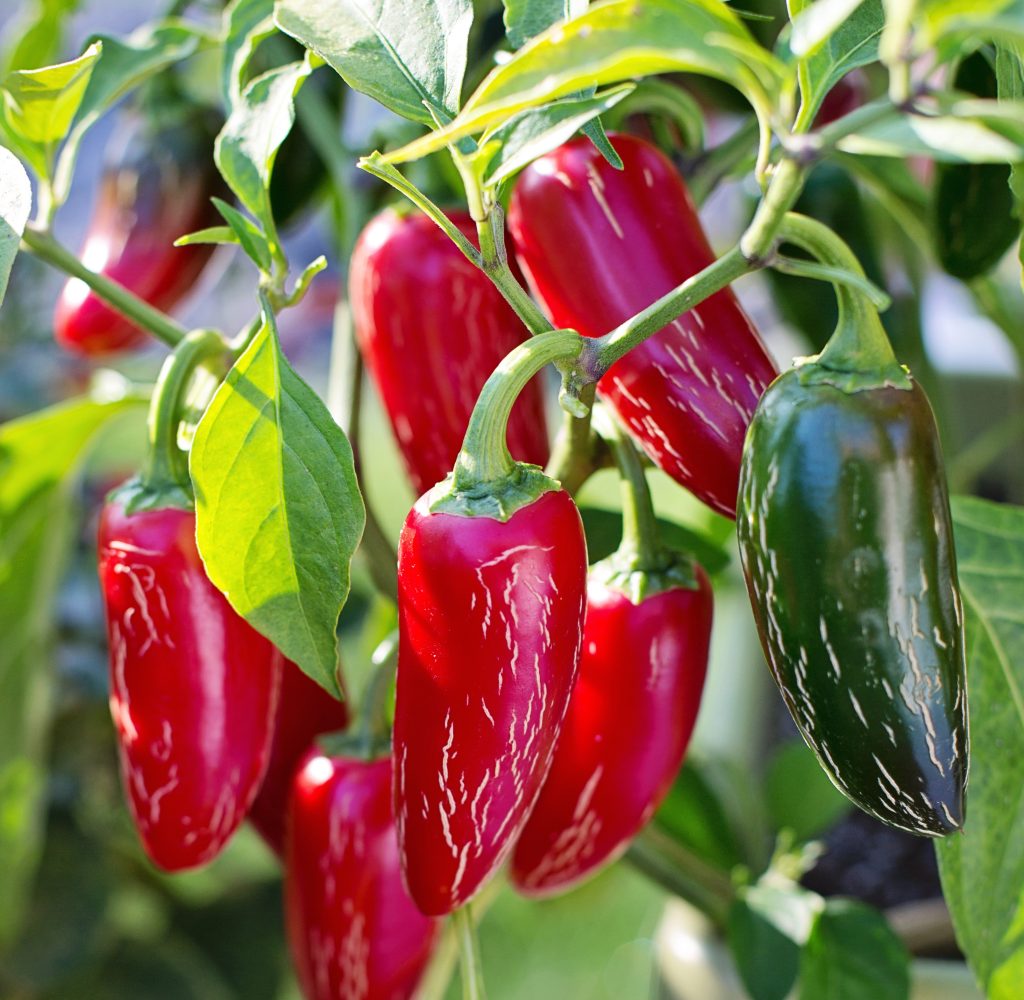 Jalapeno peppers on the vine